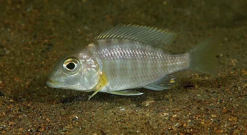 Lethrinops sp. 'boadzulu' Boadzulu Island